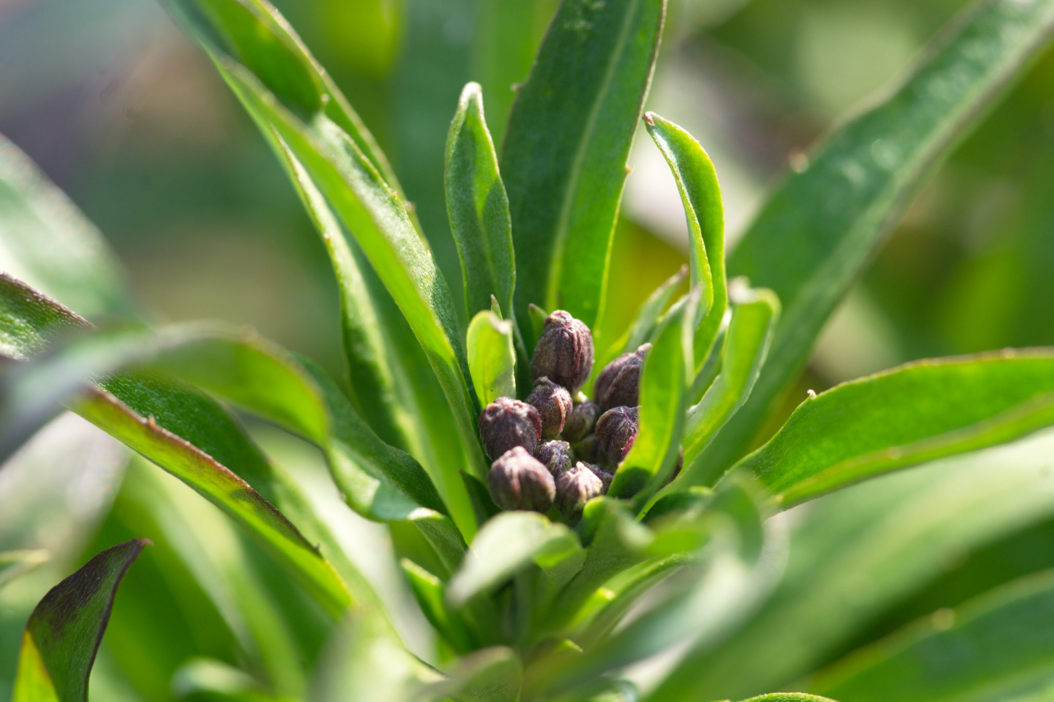 20210324  Gruen(t)raumHeimfeld 004